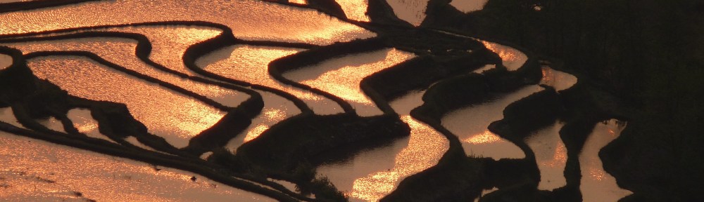 golden light on rice terraces, China