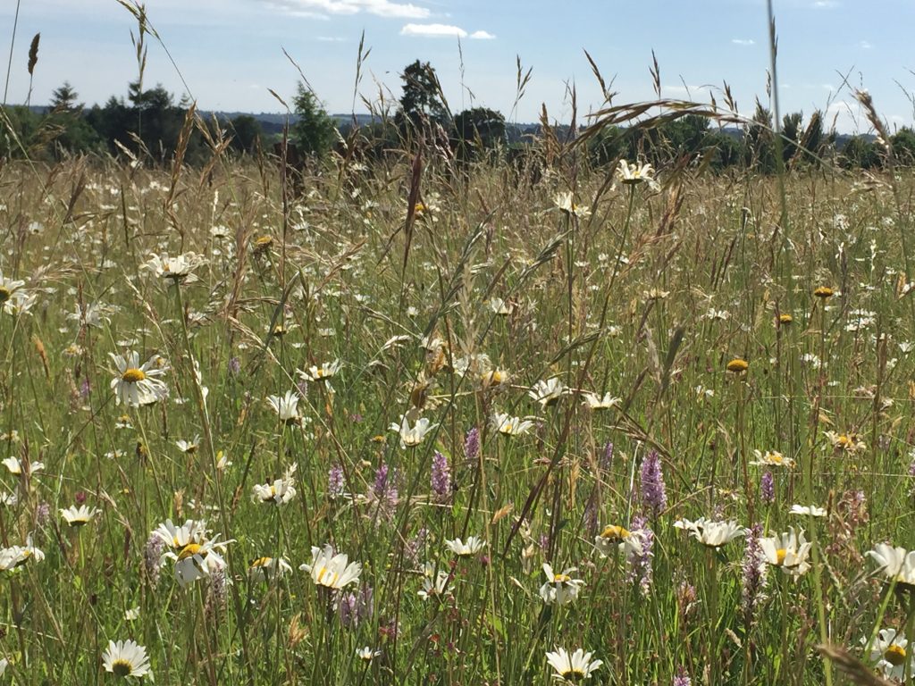 England's green & pleasant land