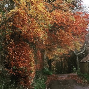 autumn trees along a country lane